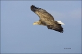 White-tailed-Eagle;White-tailed-Sea-Eagle;Sea-Eagle;Haliaeetus-albicilla;Japan;b